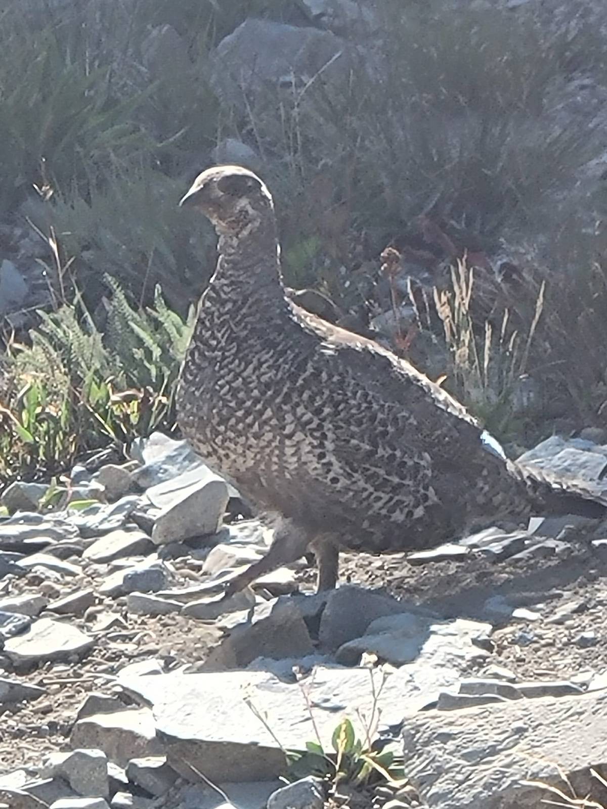 Episode 551: Phaeton&nbsp;Torpedo